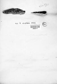 Image of Ceratostomella cuspidata